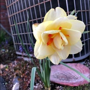 Meet your Posher, Molly